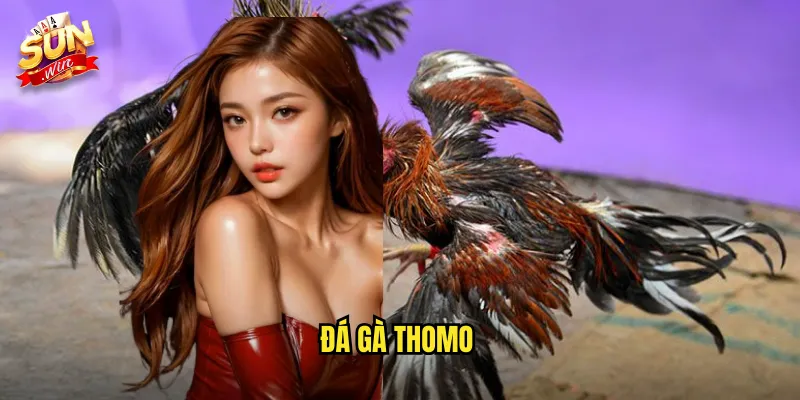 Đá Gà Thomo Sunwin SH - Xem Trực Tiếp Mọi Trận Đấu Đỉnh Cao 6 đá gà thomo
