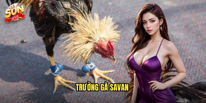 Trường Gà Savan Sunwin SH - Điểm Đến Hàng Đầu Của Giới Mê Đá Gà 2 trường gà Savan