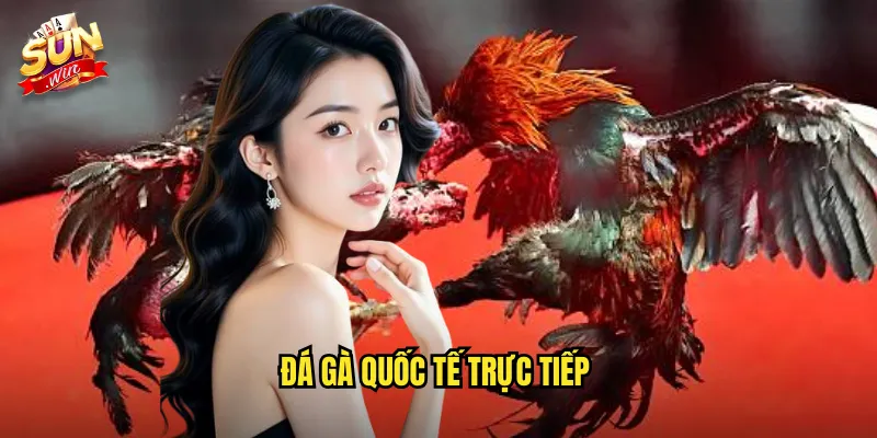 Đá Gà Quốc Tế Trực Tiếp Sunwin SH - Kết Nối Với Trường Gà Toàn Cầu 10 đá gà quốc tế trực tiếp