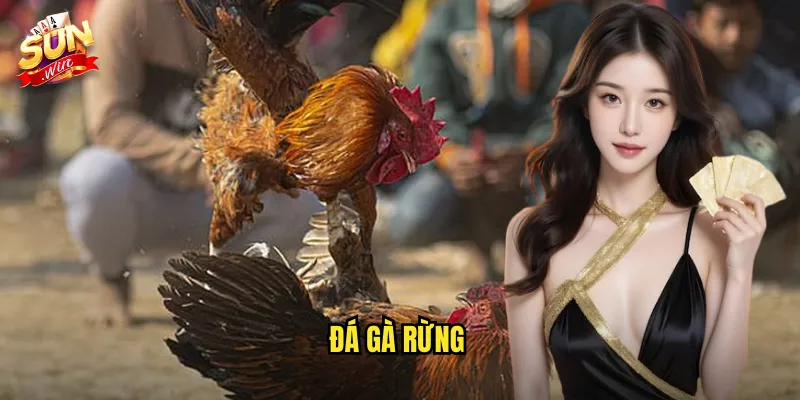 Đá Gà Rừng Sunwin SH - Trải Nghiệm Gà Dã Chiến Với Bản Lĩnh Vượt Trội 7 đá gà rừng