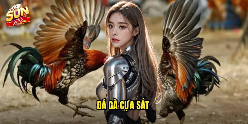 Đá Gà Cựa Sắt Sunwin SH - Trận Đấu Kịch Tính Với Tỷ Lệ Cược Hấp Dẫn 8 đá gà cựa sắt
