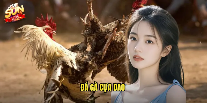Đá Gà Cựa Dao Sunwin SH - Môn Thể Thao Mạo Hiểm Dành Cho Cao Thủ 9 đá gà cựa dao